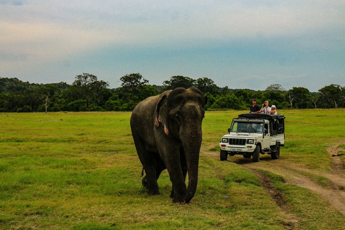 Nature & Wildlife