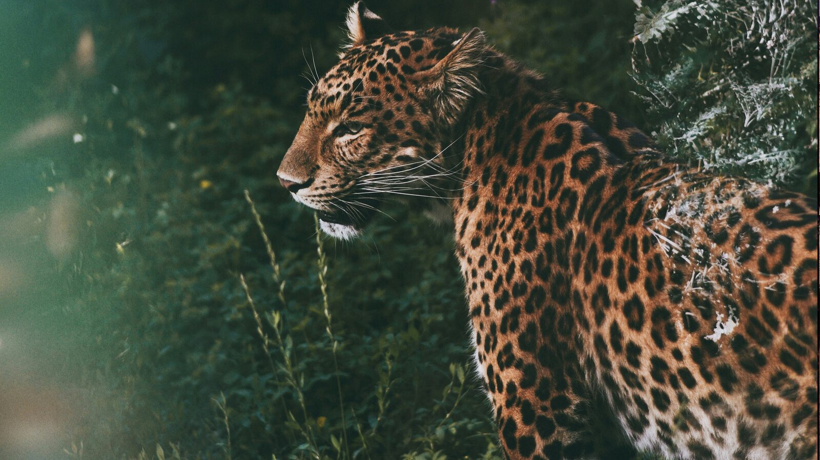 Nature & Wildlife